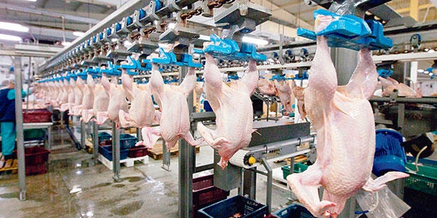 Ngành chăn nuôi và thực phẩm Thổ Nhĩ Kỳ sẽ bị ảnh hưởng nghiêm trọng nếu bị Nga hạn chế nhập khẩu (Ảnh: Hurriyet Daily News)