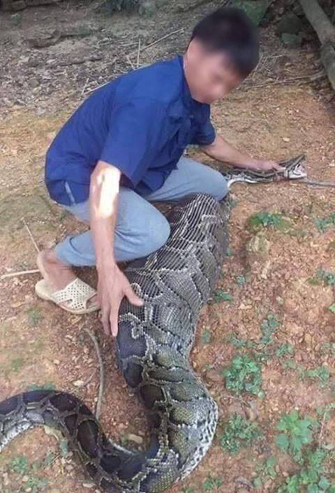 Thời điểm bị bắt, con trăn đang nằm yên, không di chuyển được vì nuốt con dê quá lớn (Ảnh: Báo Hà Giang).