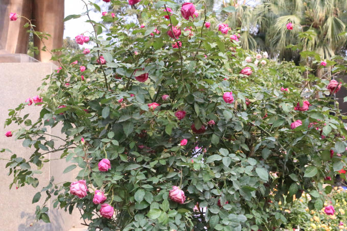Nhiều chậu hoa héo, kém sắc.