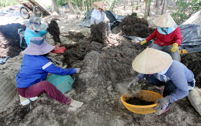 Do rong mơ lẫn cát biển, thương lái thuê nhân công làm sạch.