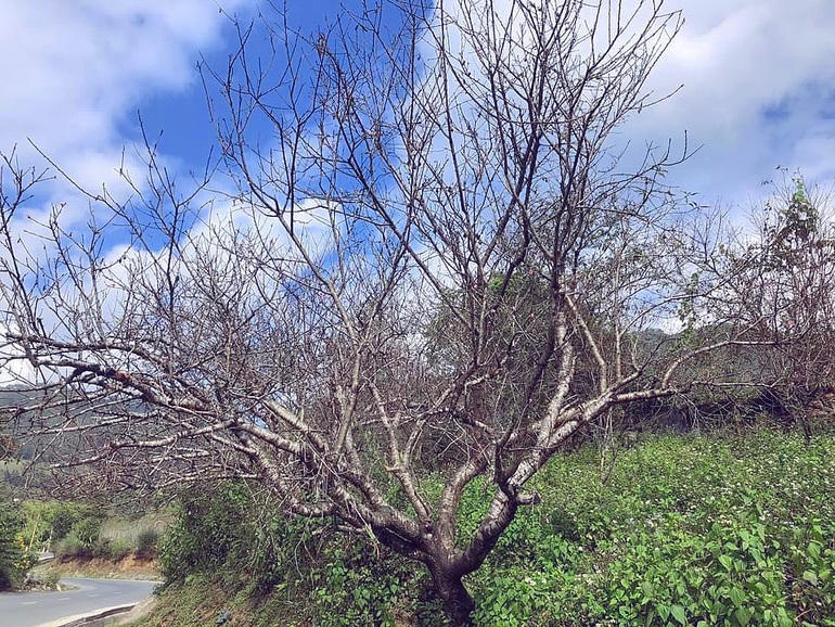 Cây đào mà anh Hải đã nhắm để mang về gia đình nhỏ trong dịp Tết năm nay.