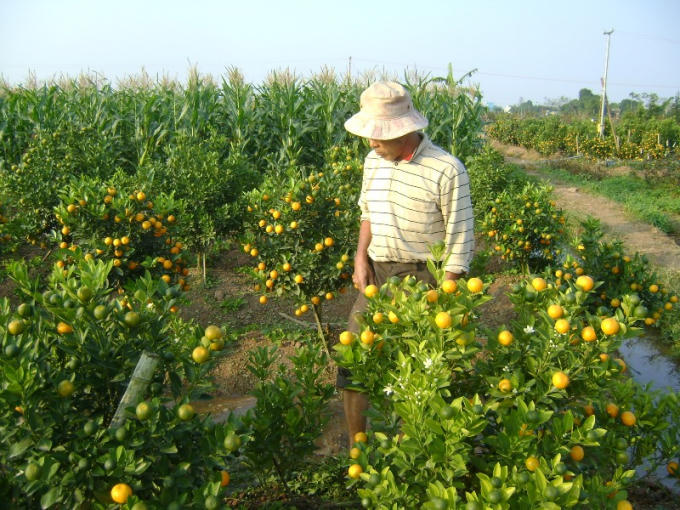 Với mỗi loại cây cảnh, loại hoa đều phải có chế độ chăm sóc đặc biệt khác nhau trong thời tiết thất thường như năm nay.
