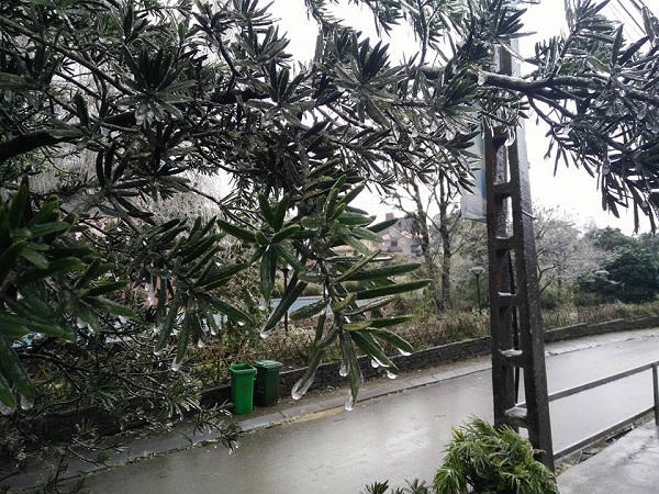 Đường phố và cây cối cũng bị động cứng do mưa tuyết.
