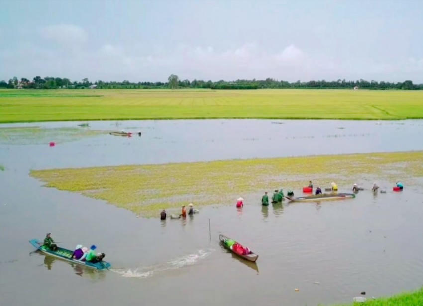 Đồn Biên phòng Long Khốt giúp bà con Nhân nhân trên địa bàn thu hoạch lúa do bị ngập nặng. Ảnh: Nguyễn Thế