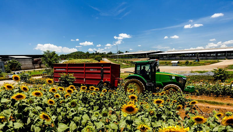 Thu hoạch hoa hướng dương 