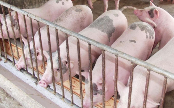 Mọi hành vi sử dụng chất cấm trong chăn nuôi sẽ bị nâng lên xử lý hình sự nhằm đảm bảo tính răn đe và tạo môi trường an toàn thực phẩm cho người dân. (Ảnh minh họa)