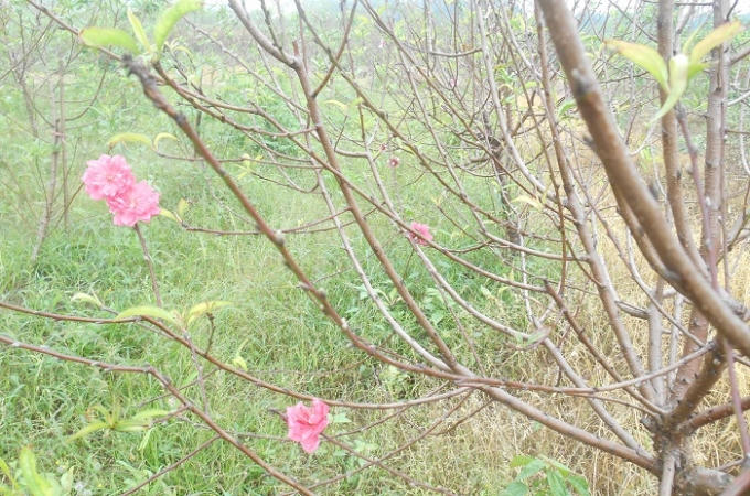Những cây đào nở hoa sớm.