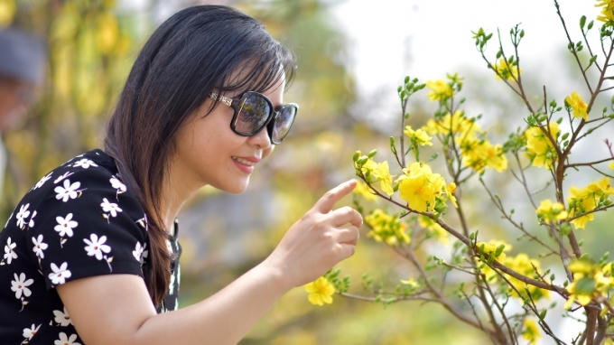 Thích thú với cành mai vàng nở rộ.