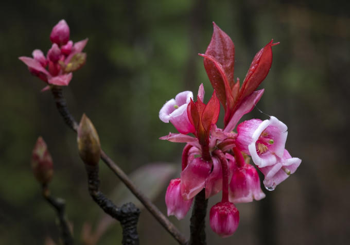 Muốn ngắm nhìn loài hoa này, phải lặn lội vào rừng, tìm tới nơi núi cao, sương ẩm. Vậy nên người Bà Nà đã biến cái thú ngắm đào chuông thành việc trong tầm tay, khi mang giống đào chuông lên độ cao 1487 m của khu du lịch để nhân giống, trồng thành công. Đào chuông nở rộ tại khu Tâm Linh của Bà Nà Hills như một phần không thể thiếu để tạo nên nét tiên cảnh cho khu du lịch "ngàn mây" .