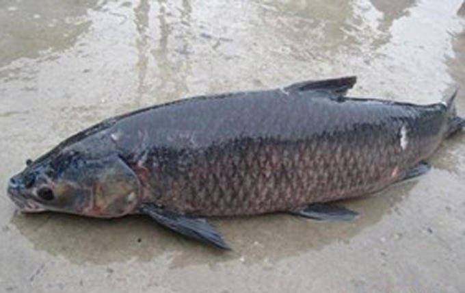 Cá Trắm đen loại trên dưới 10kg giá cao nhưng rất khó mua. (ảnh internet)