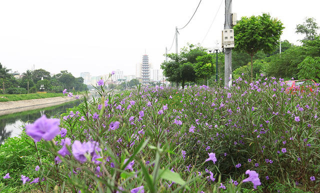 Quãng đường phủ đầy hoa chiều tím. Từ ngày có con đường hoa, cứ chiều đến, nhiều người dân đến đây đi bộ, tập thể dục.