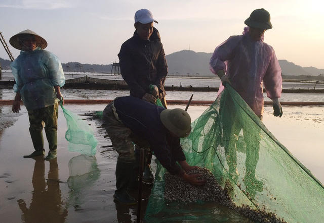 Người nuôi ngao đề xuất cơ chế hỗ trợ thiệt hại