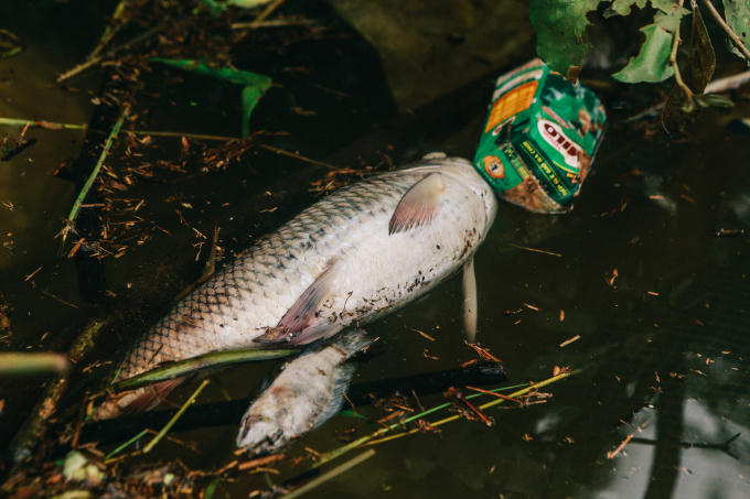 Tình trạng ô nhiễm nặng làm nhiều cá chết trôi trên mặt nước, bốc mùi hôi thối.