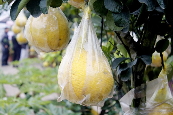 Mỗi quả được người làm cây bọc trong một túi nilon để bảo vệ khỏi các loài sâu bọ và thời tiết nhằm tạo ra các loại quả có màu sắc đẹp.