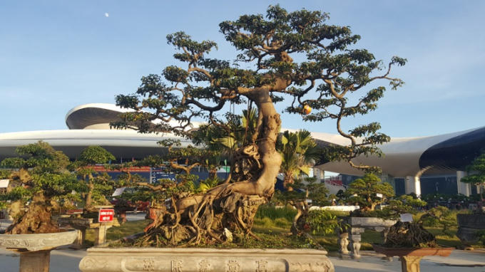 Chiêm ngưỡng những tác phẩm nghệ thuật Bonsai đặc sắc tại hội chợ OCOP Quảng Ninh lần thứ V
