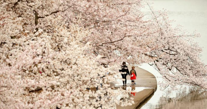 Trẻ nhỏ thích thú đi dưới tán hoa anh đào dọc theo hồ Tidal Basin trong buổi sương sớm ở Washington.