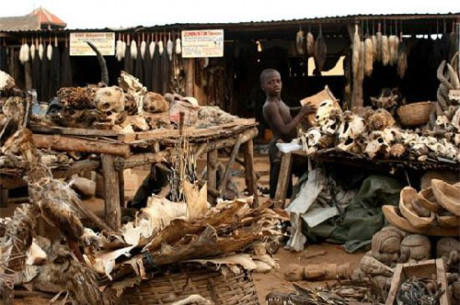 Những bùa chú thường là hộp sọ muông thú được cắt rời và phơi khô. Ảnh: soulask.com.