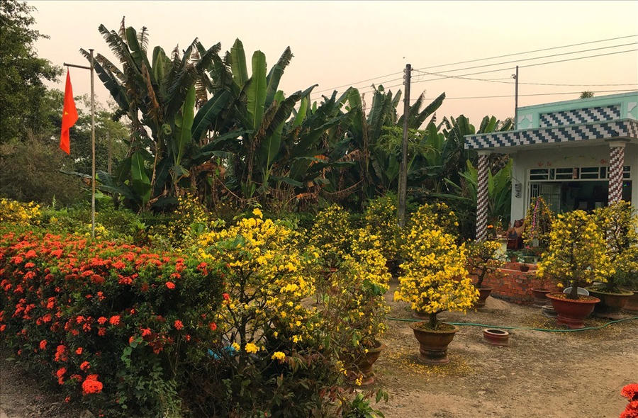 Tết phương Nam rực rỡ sắc vàng đặc trưng của hoa mai và cúc vạn thọ