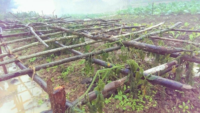 Băng tuyết xuất hiện kéo theo nhiều hoa màu của bà con nông dân bị thiệt hại.