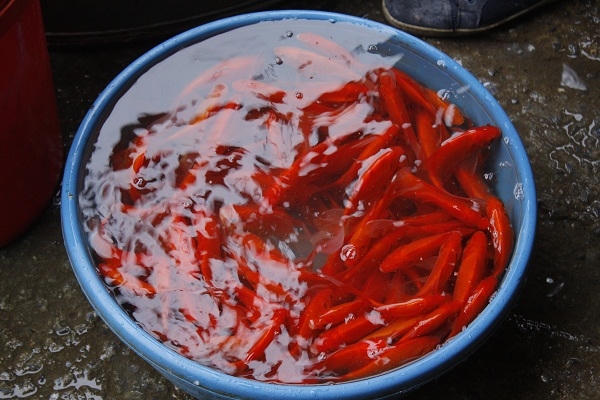 Ảnh: Như Trường.