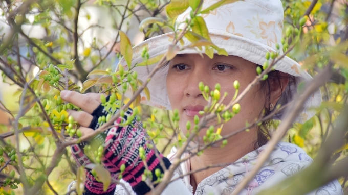 Một chủ vườn đang cắt tỉa những bông mai nở vội do thời tiết bất thường.