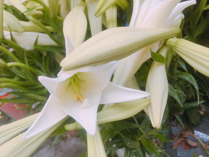 Những ngày tháng 4 trên nhiều tuyến phố Hà Nội ngập tràn loài hoa báo hè.