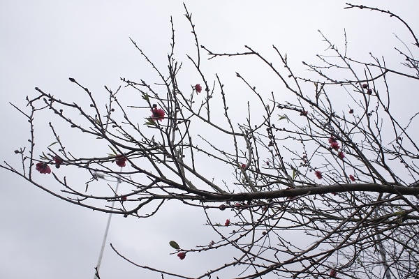 Ngoài ra cũng còn tuỳ thuộc vào hoa, nụ trên cành và gặp được khách nữa. Có những khách biết chơi đào, họ nhìn cành nào họ ưng thì còn có giá, nếu tin khác không biết chơi đào họ kì kèo thì mất giá lãi chẳng được bao nhiêu. Ảnh: Như Trường