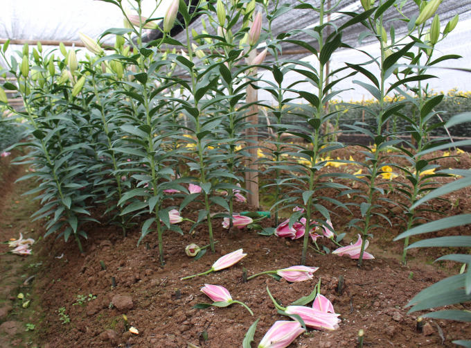 Nhiều chủ vườn đã bắt đầu cắt hoa để bán.