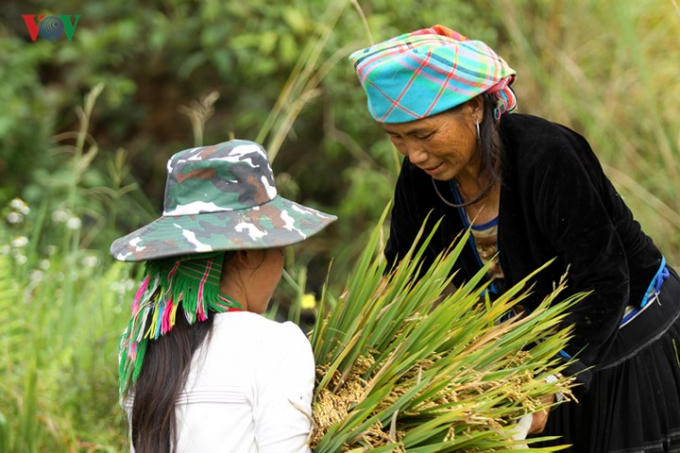 Các giống lúa truyền thống như tẻ dâu, xéng cù đã trở thành thương hiệu trong vùng và cả nước.