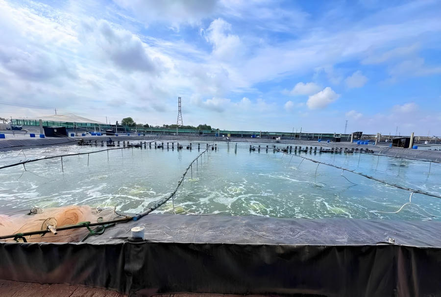 Điểm nhấn, trọng tâm phát triển của huyện Hòa Bình là Mô hình nuôi tôm ứng dụng công nghệ cao.