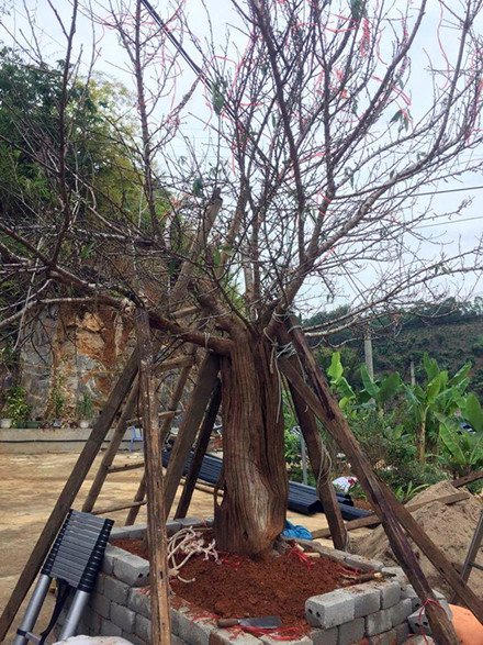 C&acirc;y đ&agrave;o rừng Sơn La g&acirc;y sốt to&agrave;n d&acirc;n chơi mấy ng&agrave;y qua