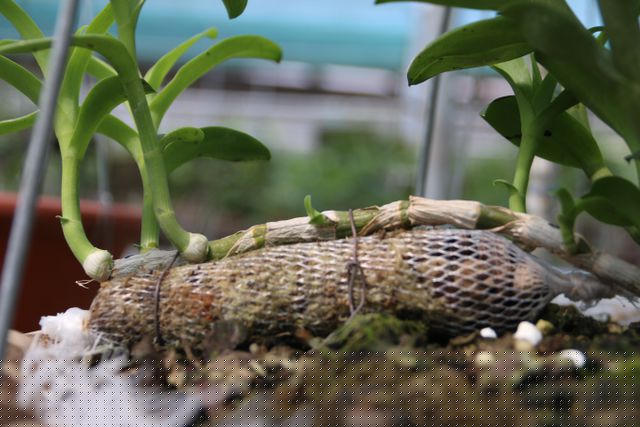 Trong đó, vườn lan được thiết kế phải có mái che, thoáng gió nhưng vẫn phải đảm bảo đủ ánh sáng và độ ẩm để cây phát triển. Nhiệt độ phù hợp và lý tưởng nhất luôn phải trong khoảng 18-25 độ C.