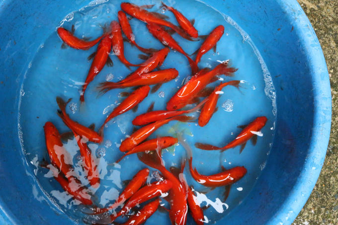 Cá chép đỏ bán tại đây chủ yếu được các thương lái lấy từ ba tỉnh Nam Định, Vĩnh Phúc và Phú Thọ. Giá bán buôn dao động từ 130-150 nghìn đồng/kg đối với loại 25-30 con. Tính ra giá chỉ 5.000 đồng/con, khi về các chợ lẻ, cá sẽ được bán với giá cao 20-30 nghìn đồng/bộ gồm 3 con.