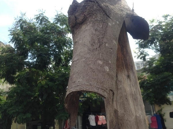 Những đoạn thân cây bong tróc vỏ, khô cong như củi.