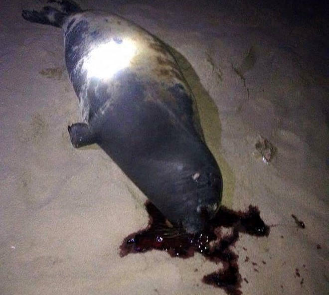 Con hải cẩu được người dân phát hiện bị đánh chết vào đêm Tết Dương Lịch. Ảnh : Phan Rí