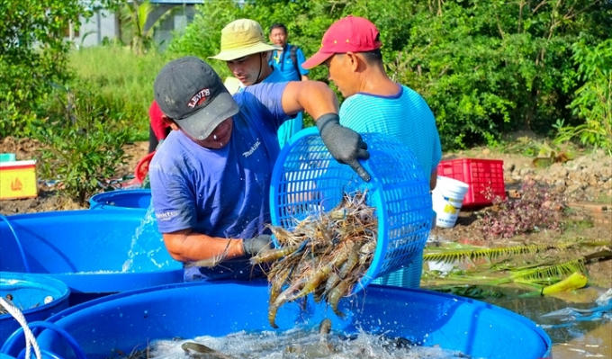 Khó khăn lớn của thủy sản Việt Nam là sự bị động và phụ thuộc về giá cả lẫn chất lượng của thức ăn và con giống. Ảnh: TTXVN