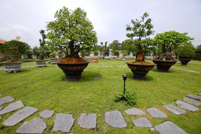 Nhiều cây cảnh có giá trị trong khuôn viên.