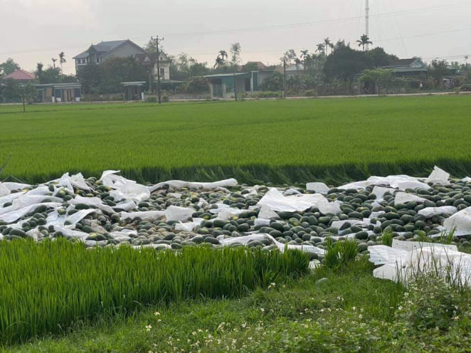 Gần 30 tấn dưa nằm gọn dưới ruộng.