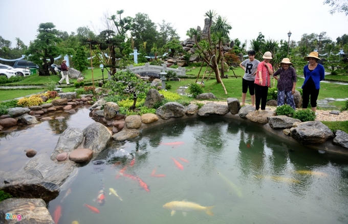 Hồ cá khá lớn với hàng chục cá chép nhiều màu sắc bơi lội.