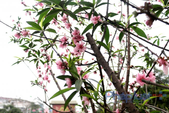 Hà Nội: Rực rỡ sắc đào nở muộn