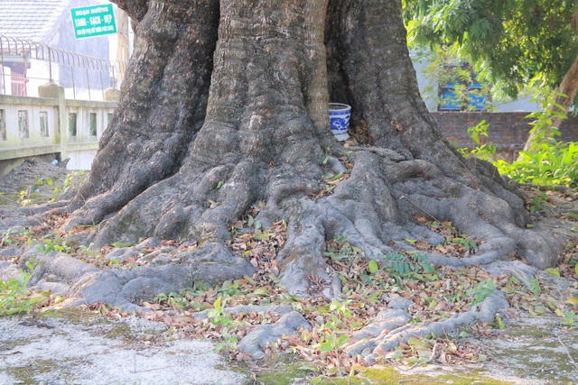 Sự mạnh mẽ nhất của
