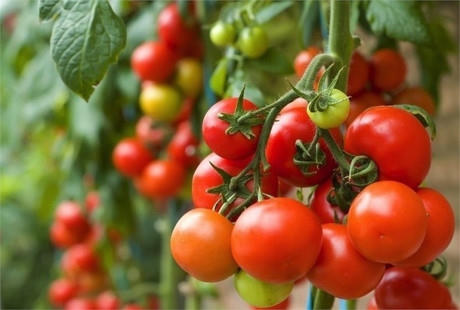 Cà chua: Mặc dù phần thịt của cà chua không độc hại nhưng phần lá và thân của cà chua chứa nhiều thành phần glycoalkaloids, chất phá vỡ màng tế bào, gây ảnh hưởng tới dạ dày và đường ruột, từ đó có thể gây ngộ độc.