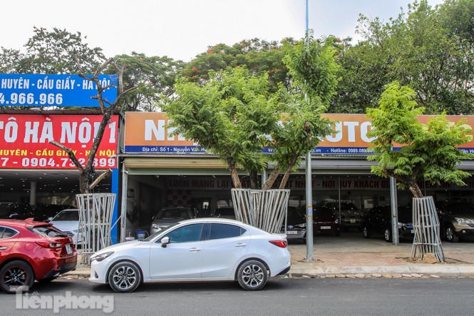 Nhiều cây sưa 'tiền tỷ' trên đường phố Hà Nội dần chết khô trong bọc sắt - ảnh 12