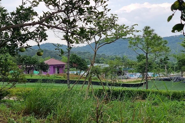 Ngoài cỏ hồng, khu vực này còn được trồng đan xen nhiều loại cây khác như hoa hồng, trà mi, tường vi, sim, bưởi, ổi, khế… và nhiều loài cây quý được nhập từ nước ngoài về trồng, vừa phủ xanh, tạo bóng râm mát, vừa tăng tính thẩm mỹ cho cảnh quan xung quanh.