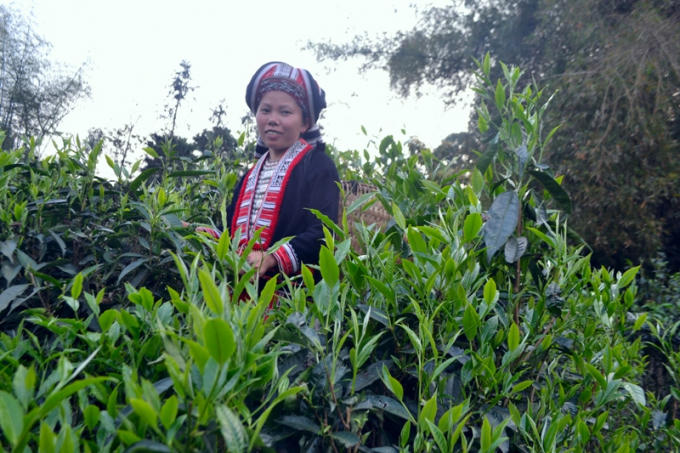 Đồng bào người Dao xã Xuân Minh, huyện Quang Bình (Hà Giang) đang thu hoạch chè Shan tuyết. (ảnh:  Phàn Giào Họ)