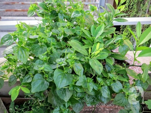 Vườn rau xanh rộng 25m&sup2; m&ugrave;a n&agrave;o thứ ấy của &ldquo;L&atilde;o N&ocirc;ng Phố&rdquo; ở H&agrave; Nội