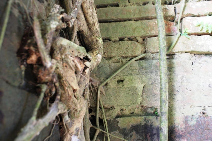 Những rễ cây bám cũng có tuổi đời trăm năm