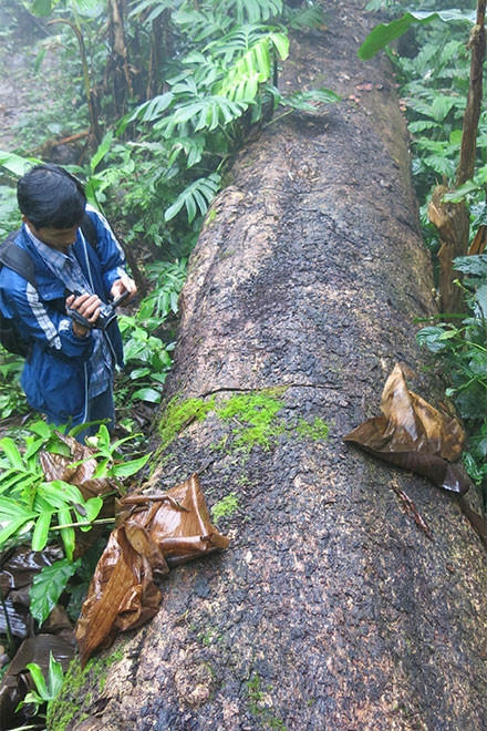 Rừng bảo tồn là con ngỗng béo!