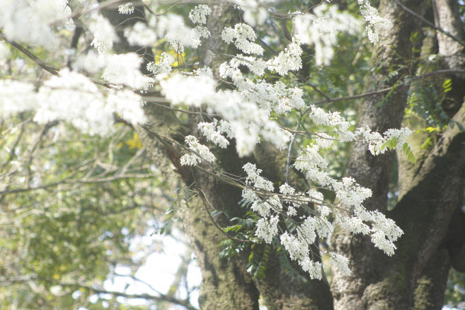 Chùm ảnh: Hà Nội những ngày hoa sưa nở trắng các con phố