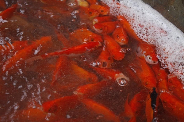 Cá vàng ta con nhỏ, thon, da bóng và cá vàng lai màu đậm, con to, giá bán dao động 70.000-100.000 đồng/kg được mua bán nhiều nhất. Ảnh: Như Trường.